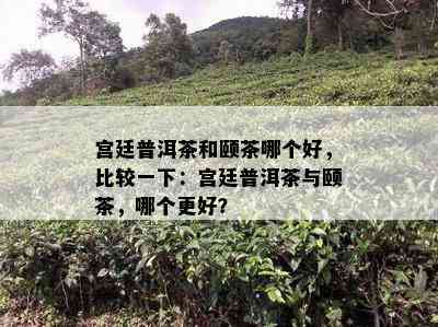 宫廷普洱茶和颐茶哪个好，比较一下：宫廷普洱茶与颐茶，哪个更好？