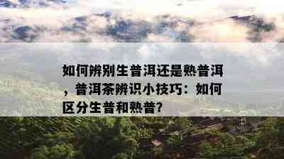 怎样辨别生普洱还是熟普洱，普洱茶辨识小技巧：怎样区分生普和熟普？