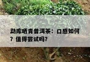 勐库晒青普洱茶：口感如何？值得尝试吗？