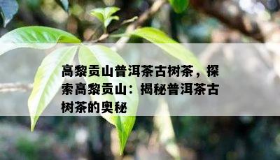 高黎贡山普洱茶古树茶，探索高黎贡山：揭秘普洱茶古树茶的奥秘