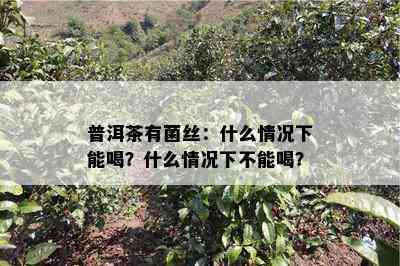 普洱茶有菌丝：什么情况下能喝？什么情况下不能喝？