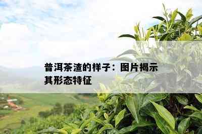 普洱茶渣的样子：图片揭示其形态特征