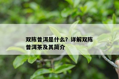 双陈普洱是什么？详解双陈普洱茶及其简介