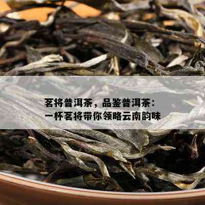 茗将普洱茶，品鉴普洱茶：一杯茗将带你领略云南韵味