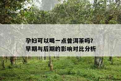 孕妇可以喝一点普洱茶吗？早期与后期的作用对比分析