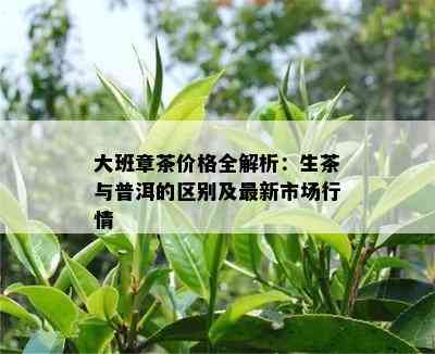 大班章茶价格全解析：生茶与普洱的区别及最新市场行情