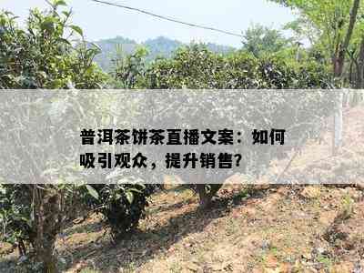 普洱茶饼茶直播文案：怎样吸引观众，提升销售？