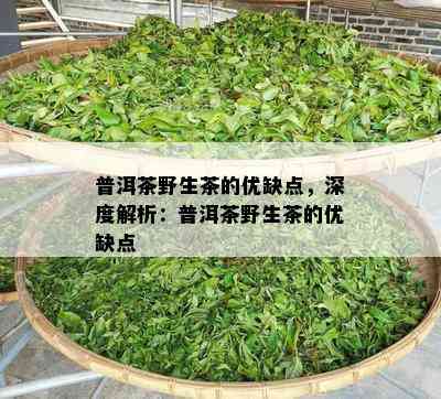 普洱茶野生茶的优缺点，深度解析：普洱茶野生茶的优缺点