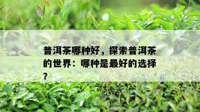 普洱茶哪种好，探索普洱茶的世界：哪种是更好的选择？