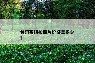 普洱茶饼拍照片价格是多少？