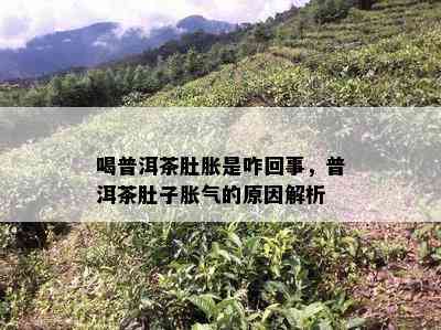 喝普洱茶肚胀是咋回事，普洱茶肚子胀气的原因解析