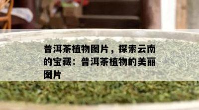 普洱茶植物图片，探索云南的宝藏：普洱茶植物的美丽图片