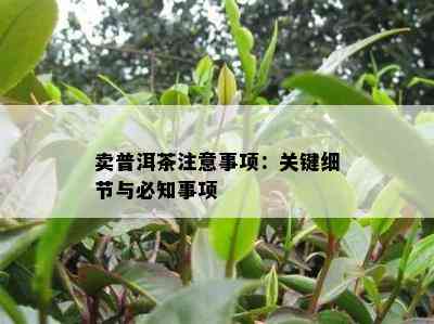 卖普洱茶注意事项：关键细节与必知事项