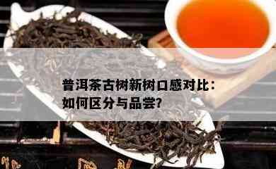 普洱茶古树新树口感对比：如何区分与品尝？