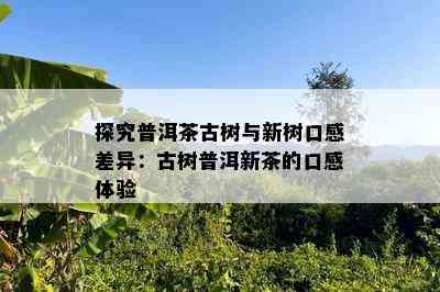 探究普洱茶古树与新树口感差异：古树普洱新茶的口感体验