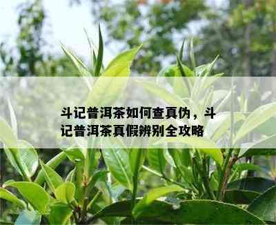 斗记普洱茶如何查真伪，斗记普洱茶真假辨别全攻略