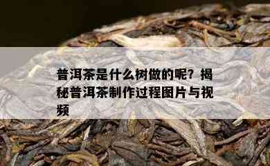 普洱茶是什么树做的呢？揭秘普洱茶制作过程图片与视频