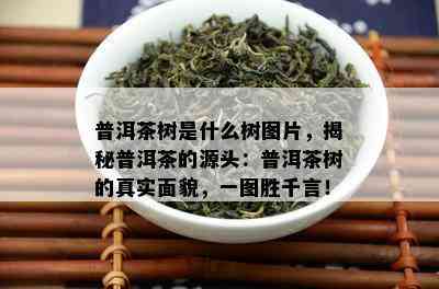 普洱茶树是什么树图片，揭秘普洱茶的源头：普洱茶树的真实面貌，一图胜千言！