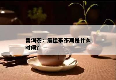 普洱茶：更佳采茶期是什么时候？