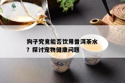 狗子究竟能否饮用普洱茶水？探讨宠物健康疑问