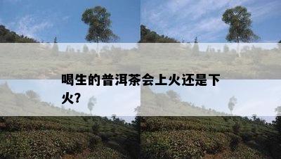 喝生的普洱茶会上火还是下火？