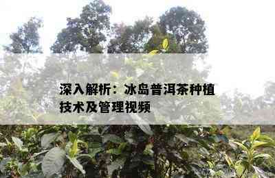 深入解析：冰岛普洱茶种植技术及管理视频