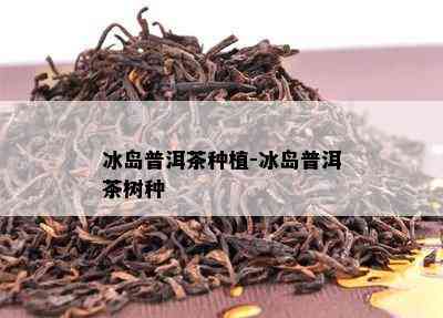 冰岛普洱茶种植-冰岛普洱茶树种