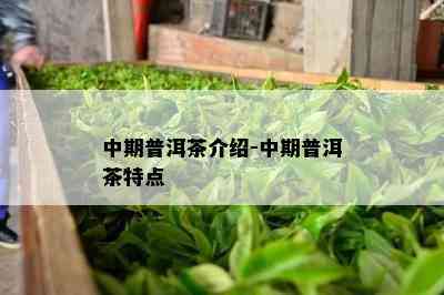 中期普洱茶介绍-中期普洱茶特点