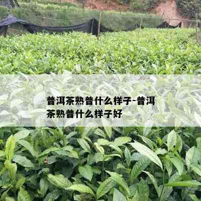 普洱茶熟普什么样子-普洱茶熟普什么样子好