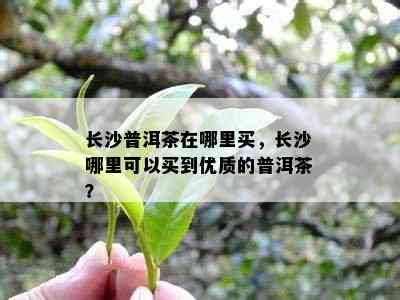 长沙普洱茶在哪里买，长沙哪里可以买到优质的普洱茶？