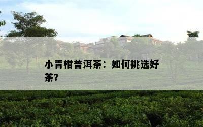 小青柑普洱茶：如何挑选好茶？