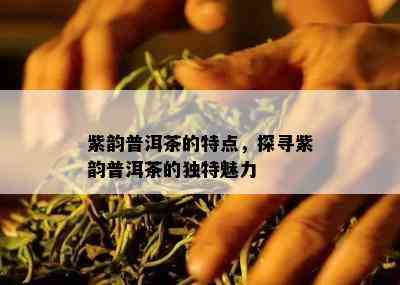 紫韵普洱茶的特点，探寻紫韵普洱茶的独特魅力