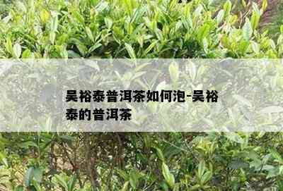 吴裕泰普洱茶怎样泡-吴裕泰的普洱茶