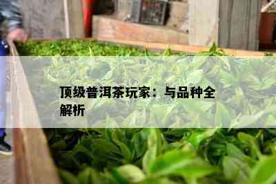 顶级普洱茶玩家：与品种全解析