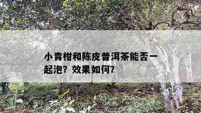 小青柑和陈皮普洱茶能否一起泡？效果怎样？