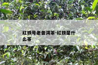 红铁号老普洱茶-红铁是什么茶