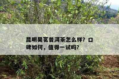 昆明昊茗普洱茶怎么样？口碑怎样，值得一试吗？