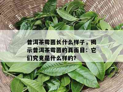 普洱茶霉菌长什么样子，揭示普洱茶霉菌的真面目：它们究竟是什么样的？