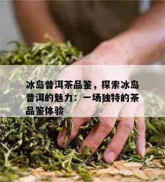 冰岛普洱茶品鉴，探索冰岛普洱的魅力：一场独特的茶品鉴体验