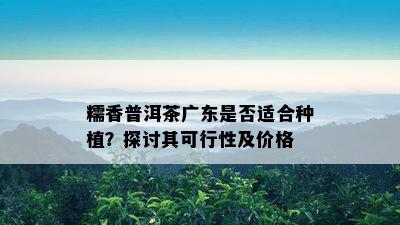 糯香普洱茶广东是不是适合种植？探讨其可行性及价格