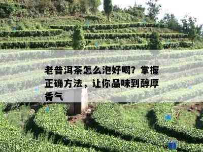 老普洱茶怎么泡好喝？掌握正确方法，让你品味到醇厚香气