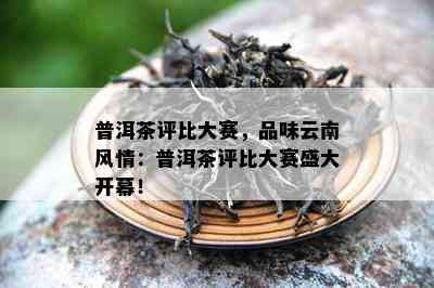 普洱茶评比大赛，品味云南风情：普洱茶评比大赛盛大开幕！