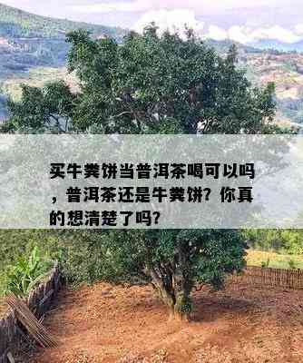 买牛粪饼当普洱茶喝可以吗，普洱茶还是牛粪饼？你真的想清楚了吗？