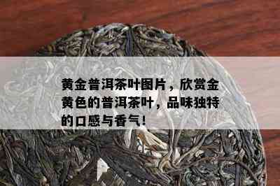 黄金普洱茶叶图片，欣赏金黄色的普洱茶叶，品味特别的口感与香气！