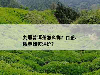 九雁普洱茶怎么样？口感、质量如何评价？