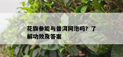 花旗参能与普洱同泡吗？熟悉功效及答案