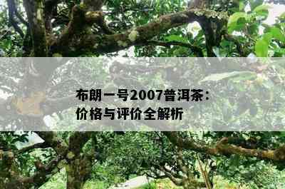 布朗一号2007普洱茶：价格与评价全解析