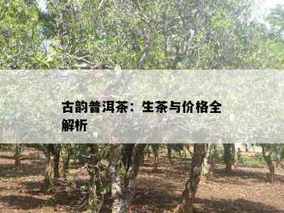 古韵普洱茶：生茶与价格全解析