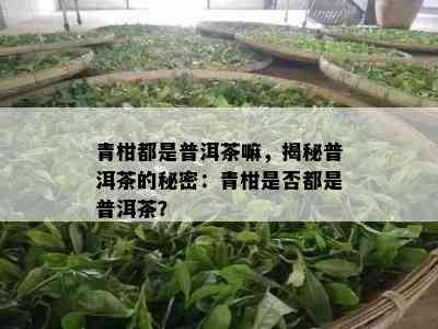 青柑都是普洱茶嘛，揭秘普洱茶的秘密：青柑是不是都是普洱茶？