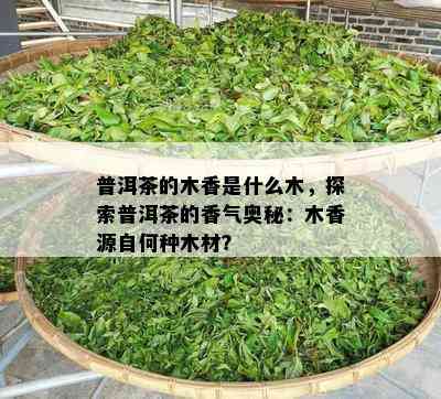 普洱茶的木香是什么木，探索普洱茶的香气奥秘：木香源自何种木材？